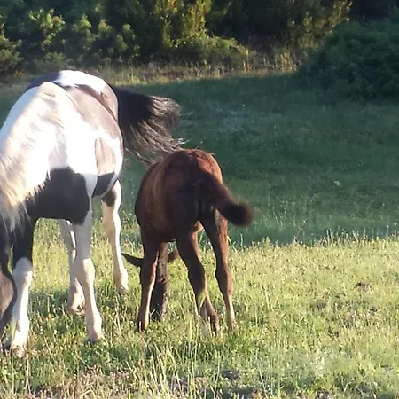 Panorama Kakopleyri Kalabakas 4* Kakoplevri