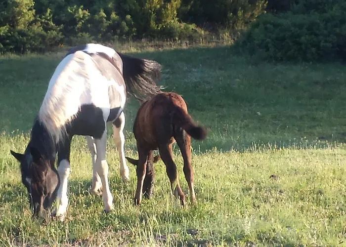 Panorama Kakopleyri Kalabakas 4* Kakoplevri